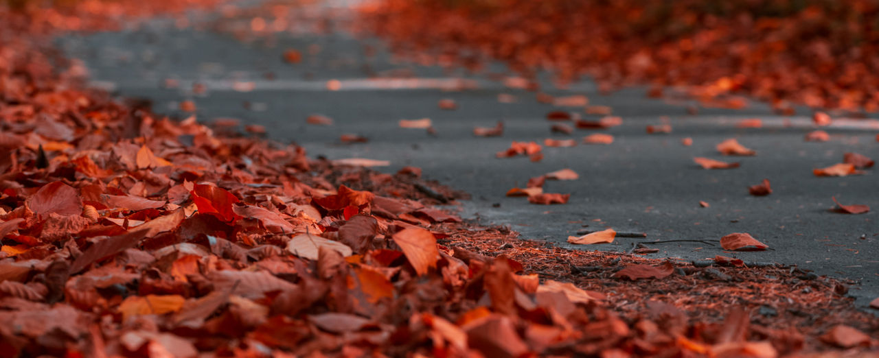Close-up asphalt curvy road with fallen leaves in autumn forest. Zero angle. Autumnal background