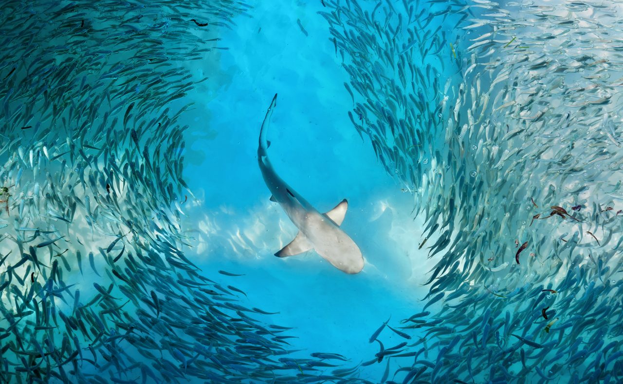 Shark Skin Technology Uniroyal WinterExpert